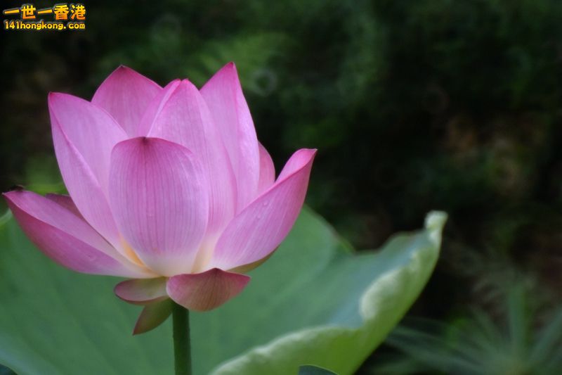 DSC_1208_副本.jpg