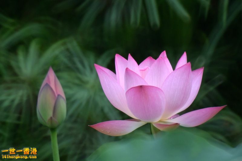 DSC_1210_副本.jpg