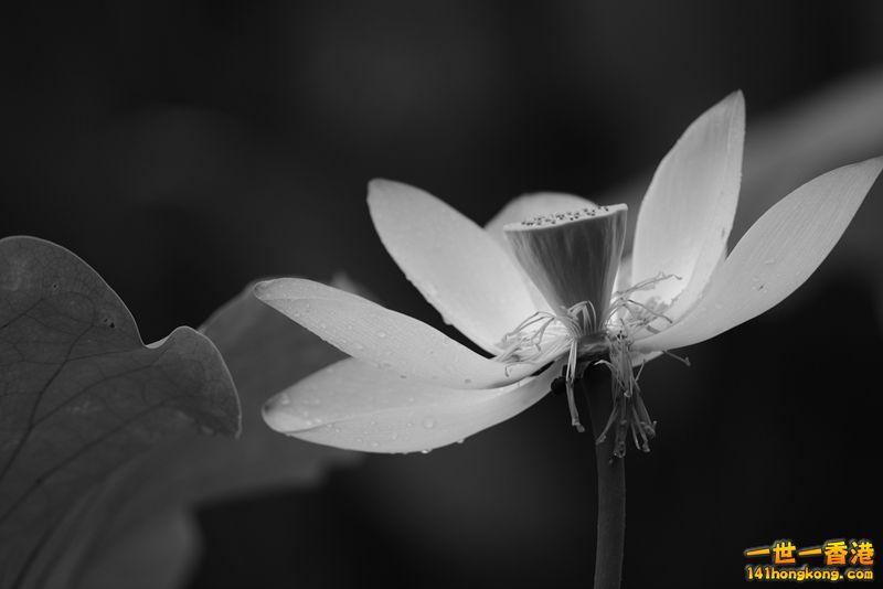 B & W01.jpg
