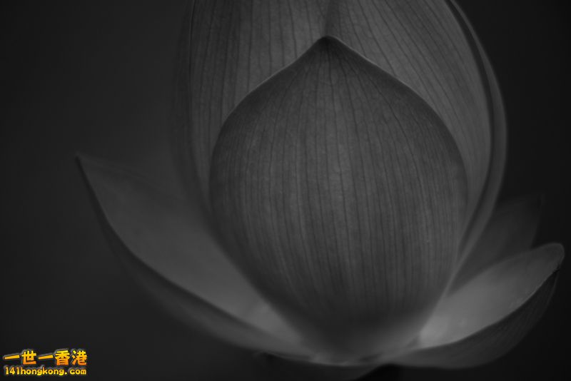 B & W04.jpg