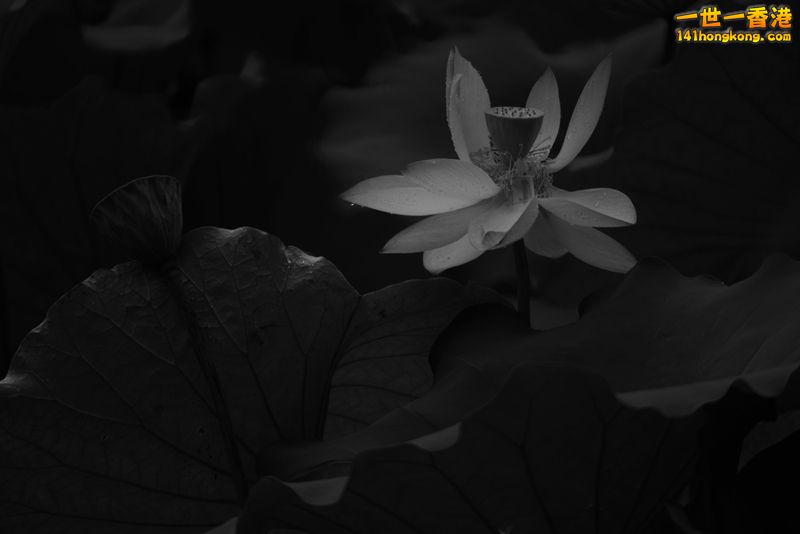 B & W03.jpg