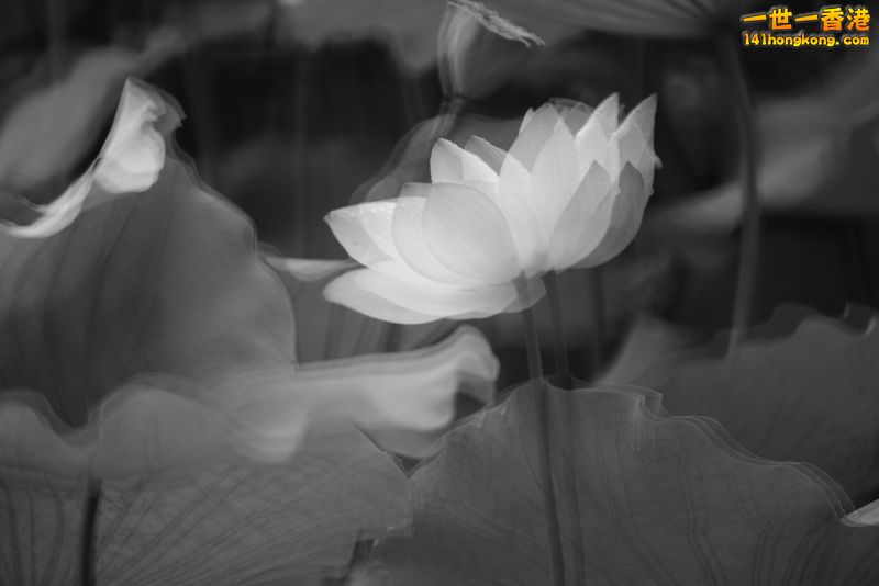 B & W02.jpg