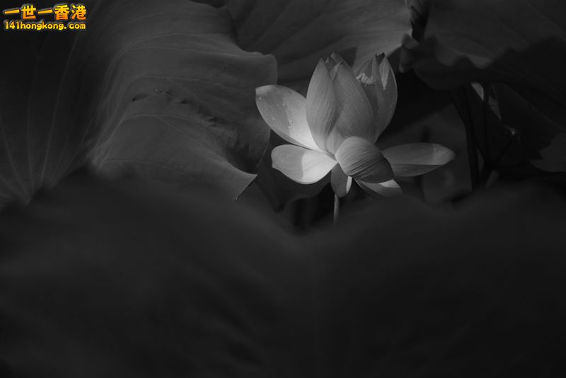 B & W05.jpg