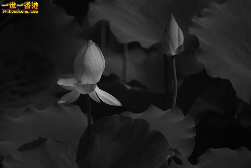 B & W07.jpg