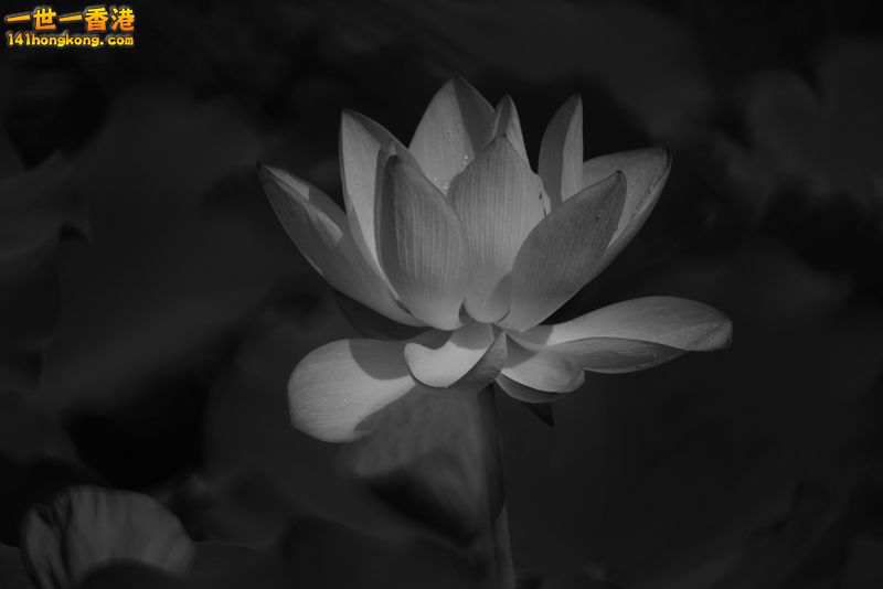 B & W06.jpg