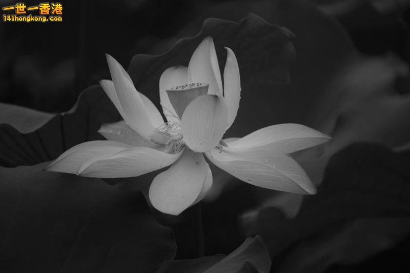 B & W08.jpg