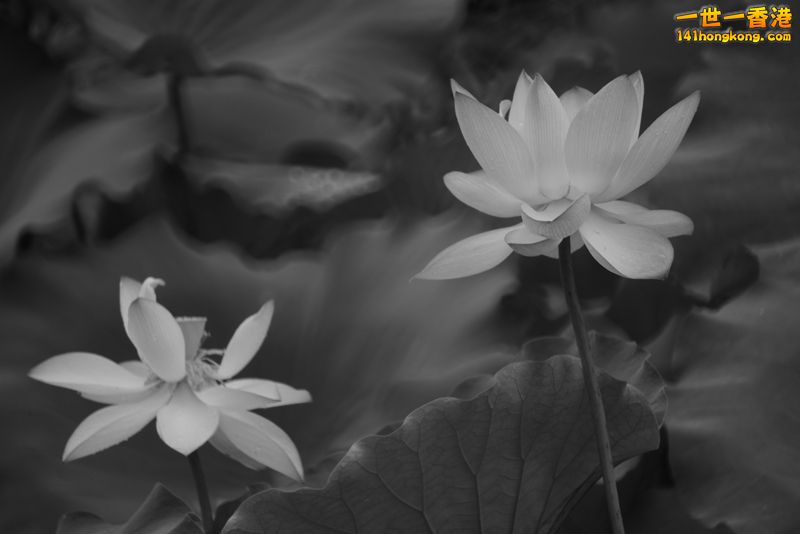 B & W09.jpg