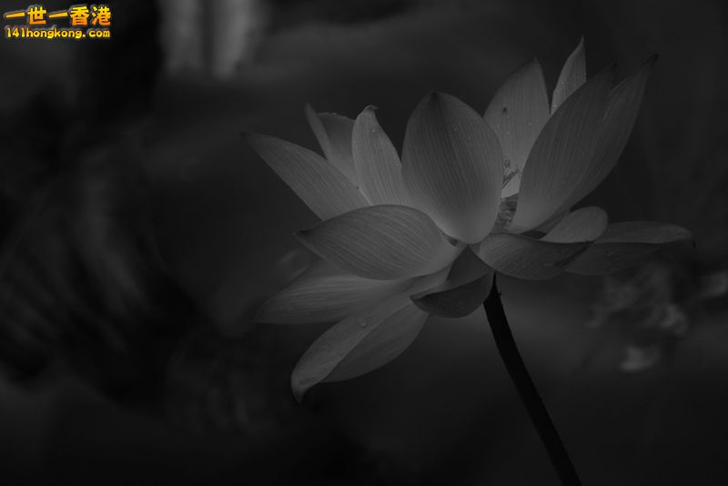 B & W10.jpg