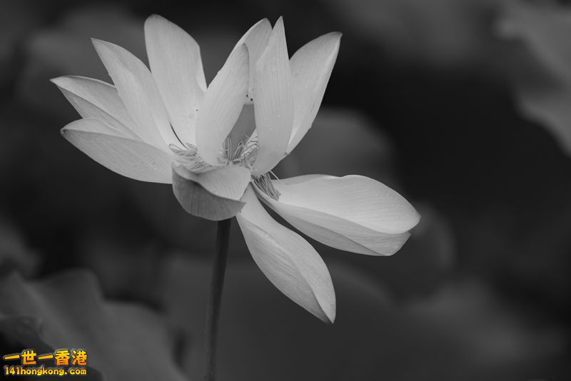 B & W14.jpg