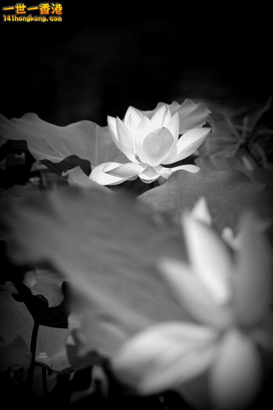 B & W12.jpg