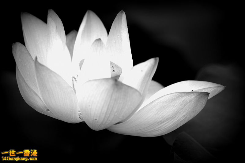 B & W13.jpg