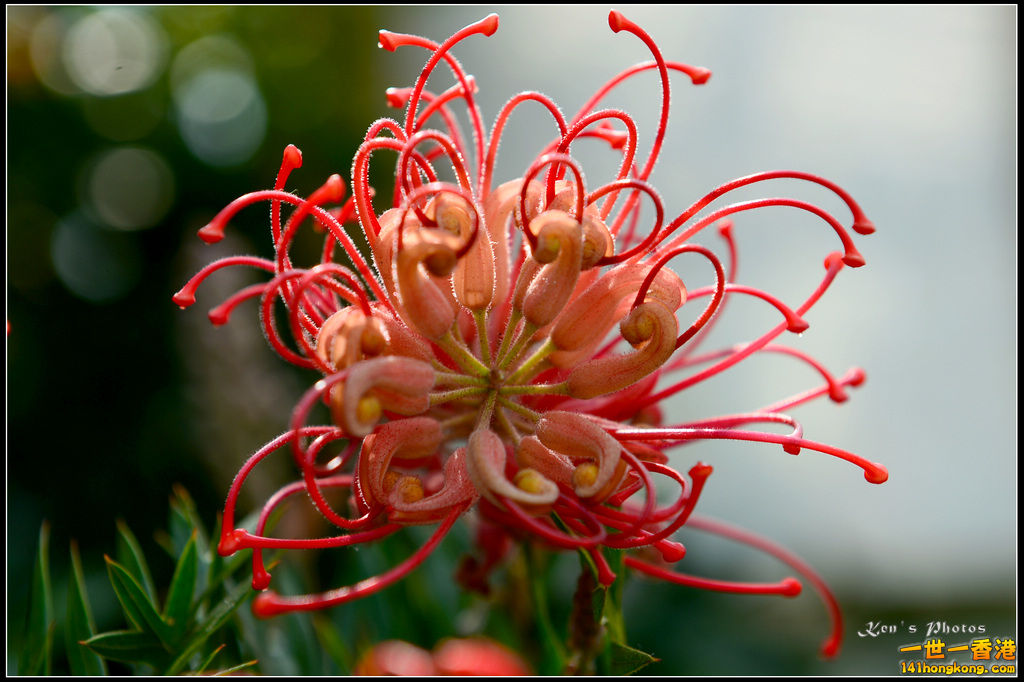 20150320flower1056.jpg