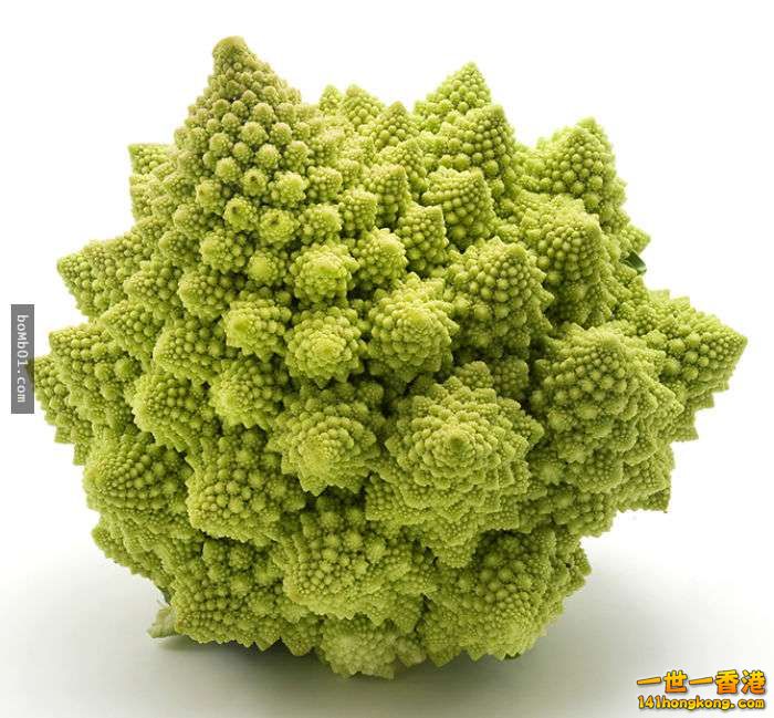 ▼7. 羅馬花椰菜（Romanesco Broccoli）.jpg