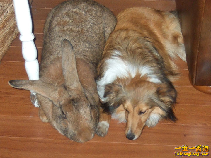 8. Le lapin des Flandres,10 kilos.jpg