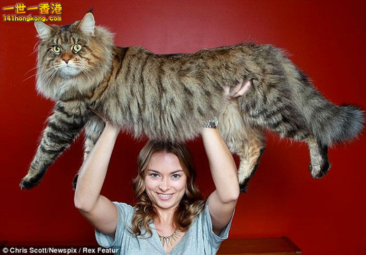 12. Rupert le maine coon,14 kilos.jpg