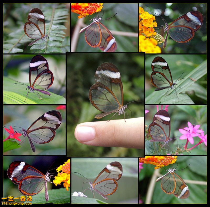 transparent butterfly.jpg