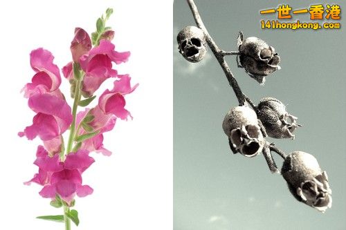 Snapdragon-and-its-Skull.jpg