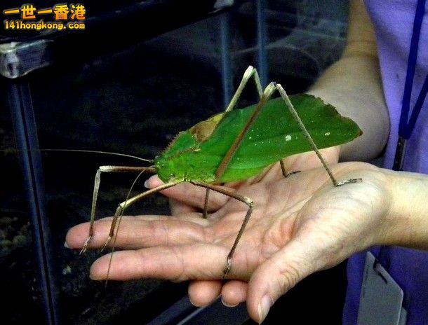 25-Giant-Long-Legged-Katydid_tn.jpg