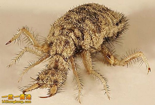 23-Antlion_tn.jpg