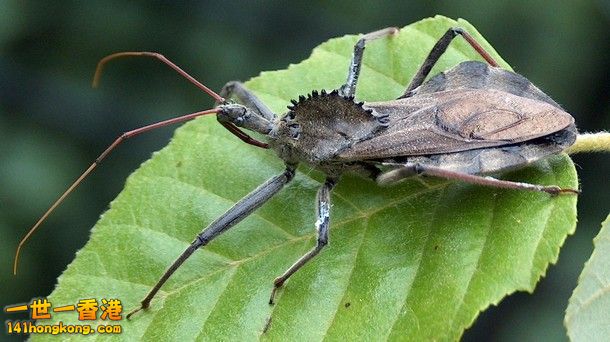 21-Wheel-Bug_tn.jpg