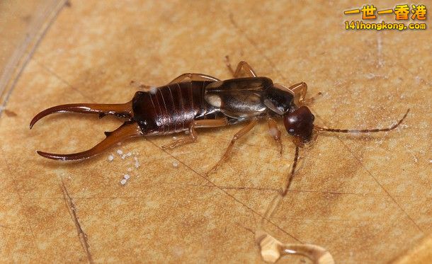 15-European-Earwig_tn.jpg