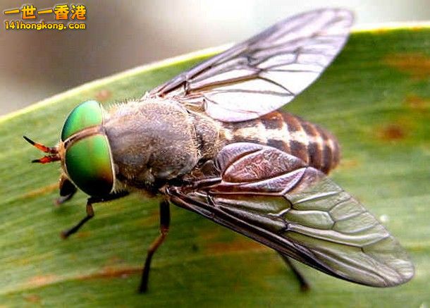 13-Horse-Fly_tn.jpg