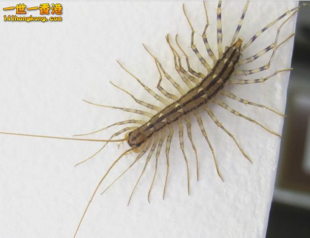 11-House-Centipede.jpg