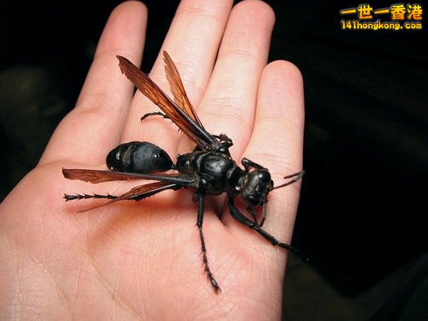 10-Tarantula-Hawk-Wasp_tn.jpg