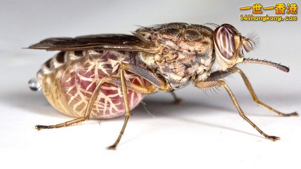 9-Tsetse-Fly_tn.jpg