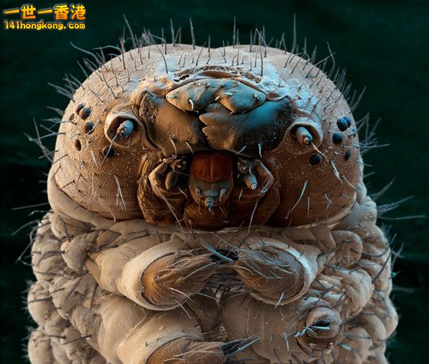 6-Silkworm-Moth-Caterpillar_tn.jpg