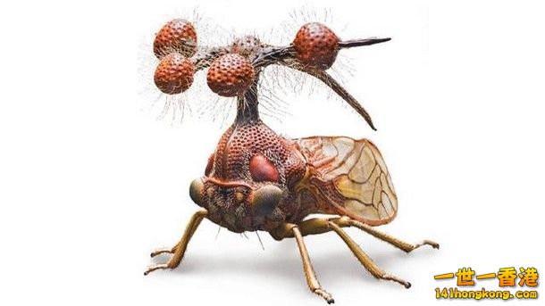 2-Brazillian-treehopper_tn.jpg