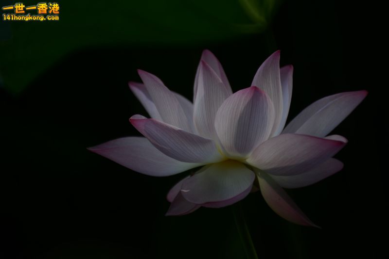 DSC_4872_副本.jpg