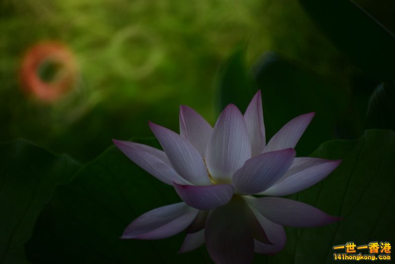 DSC_4887_副本.jpg