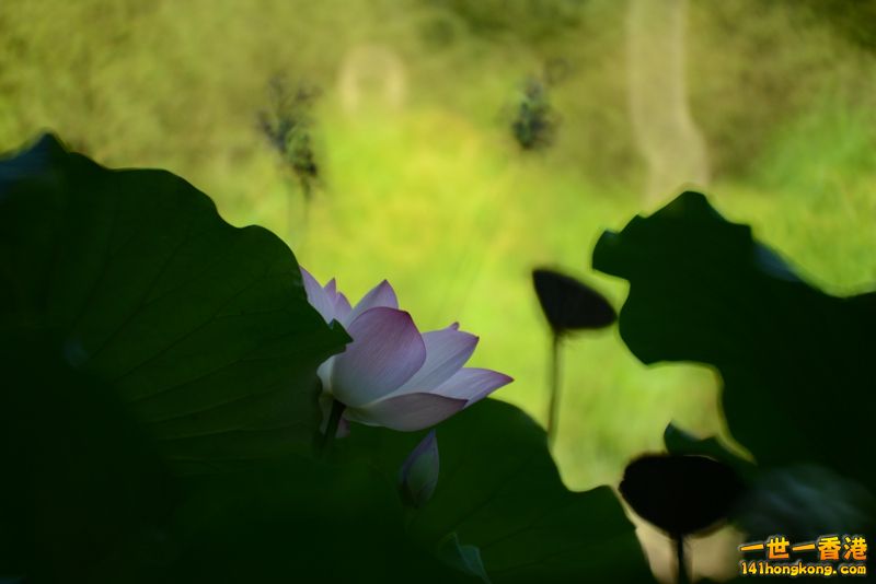 DSC_4889_副本.jpg