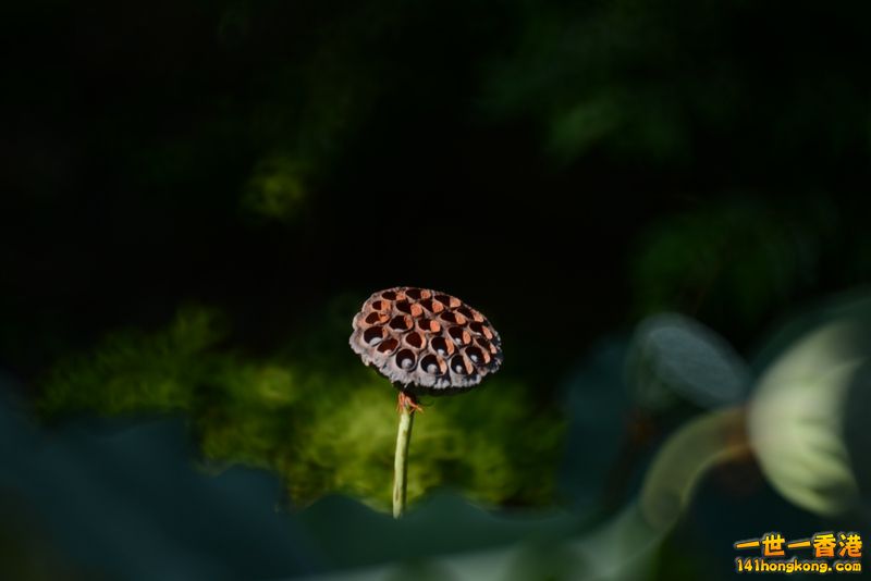 DSC_4922_副本.jpg