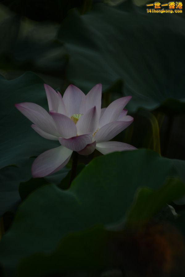 DSC_4932_副本.jpg
