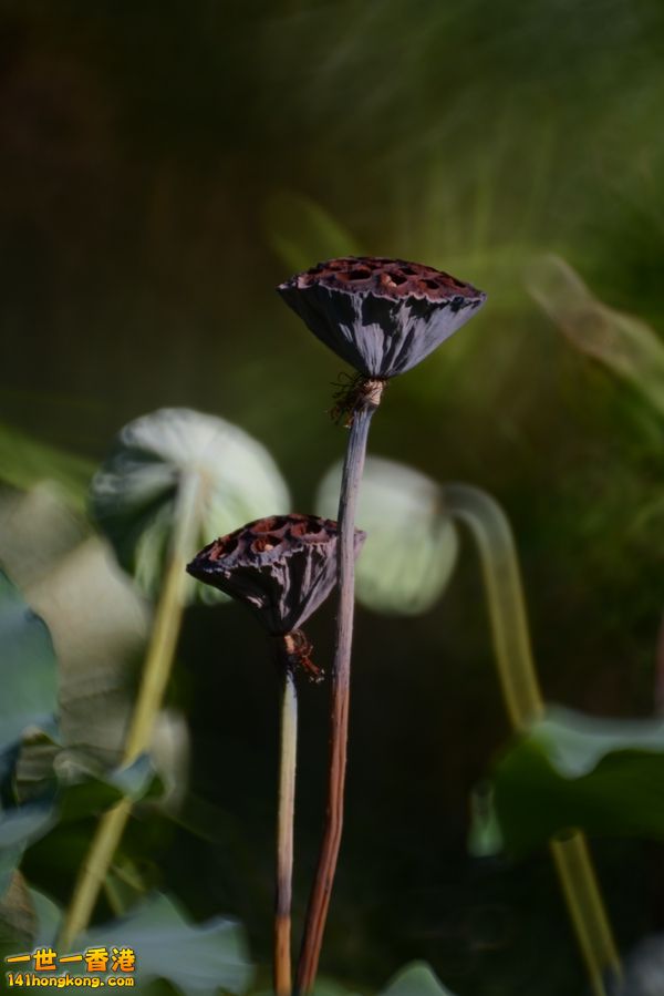 DSC_4930_副本.jpg