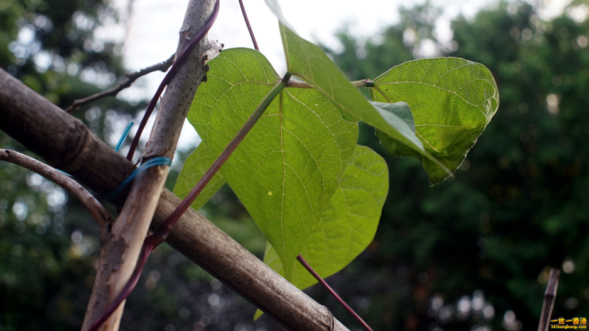 DSC03404_副本.jpg