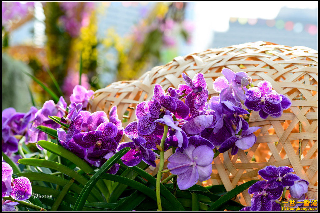 20150320flower1160.jpg