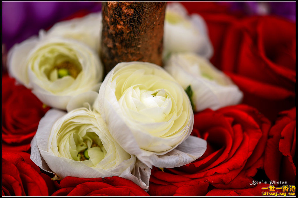 20150320flower1110.jpg