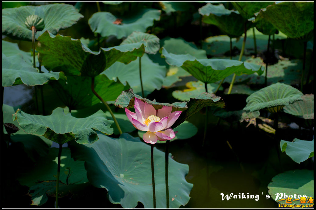 20150719 Outing 0020.jpg