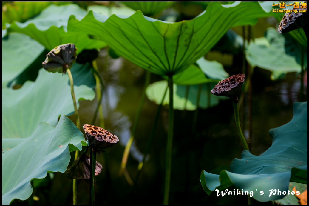 20150719 Outing 0021.jpg