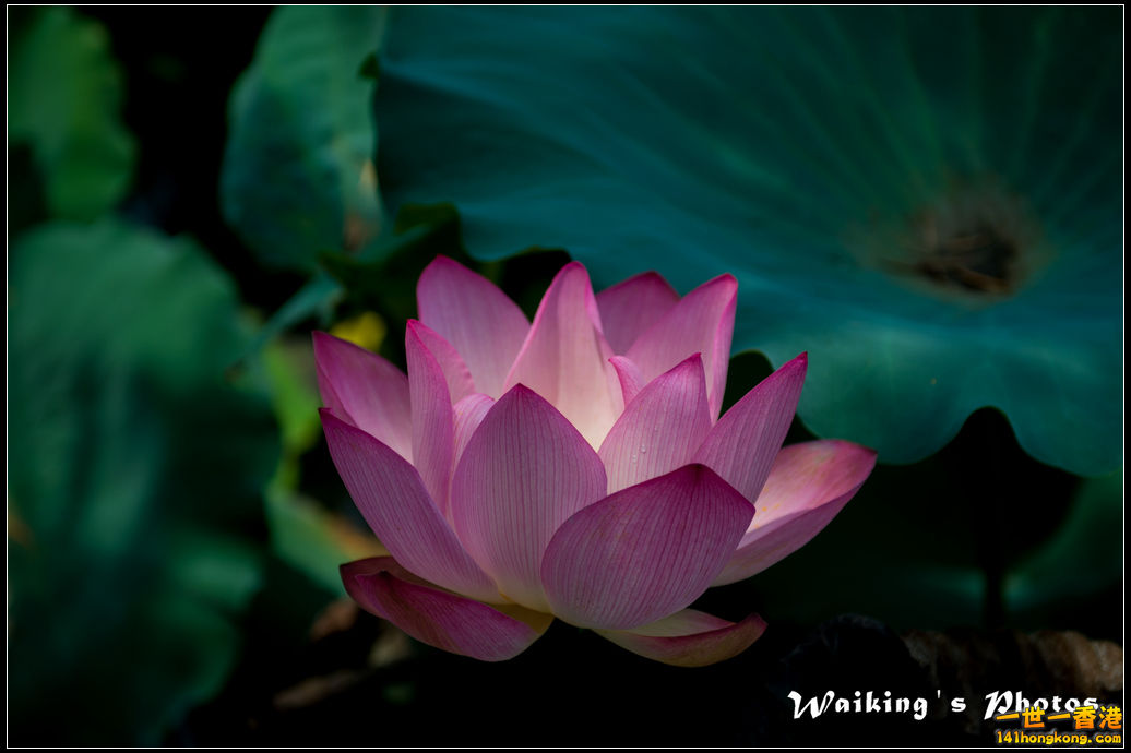 20150719 Outing 0022.jpg