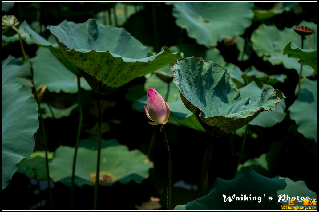 20150719 Outing 0023.jpg