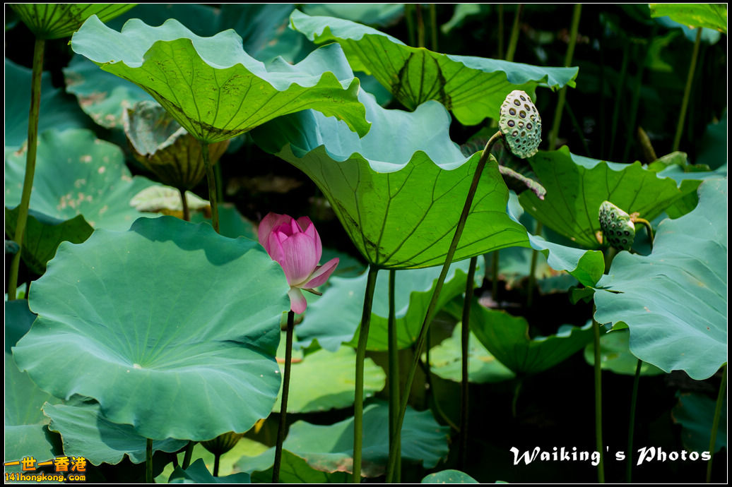20150719 Outing 0024.jpg