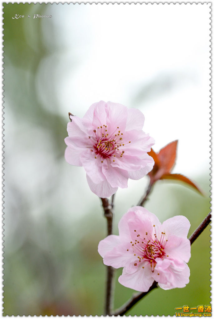 20150419學校旅行1089.jpg