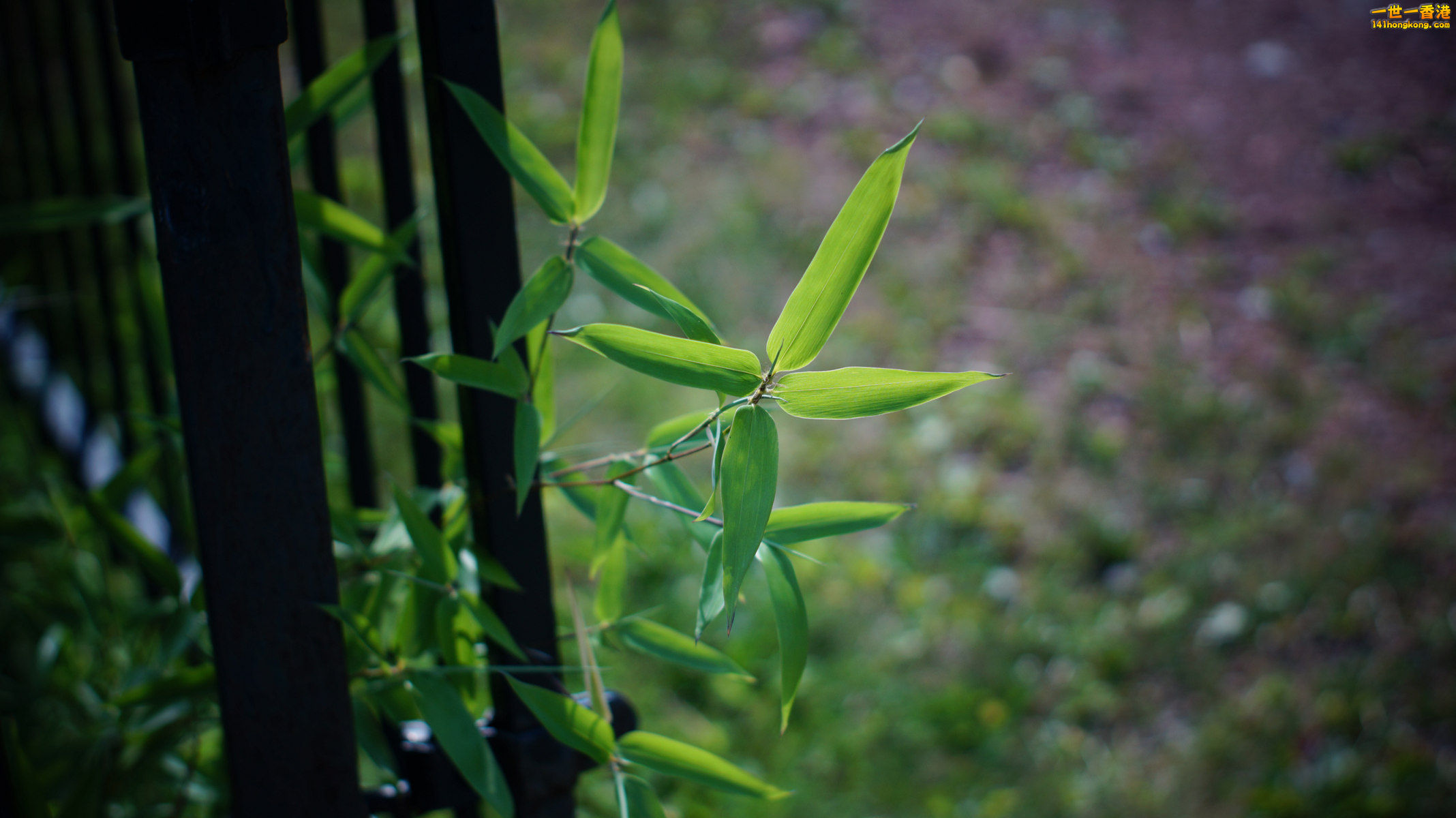 DSC04006_副本.jpg