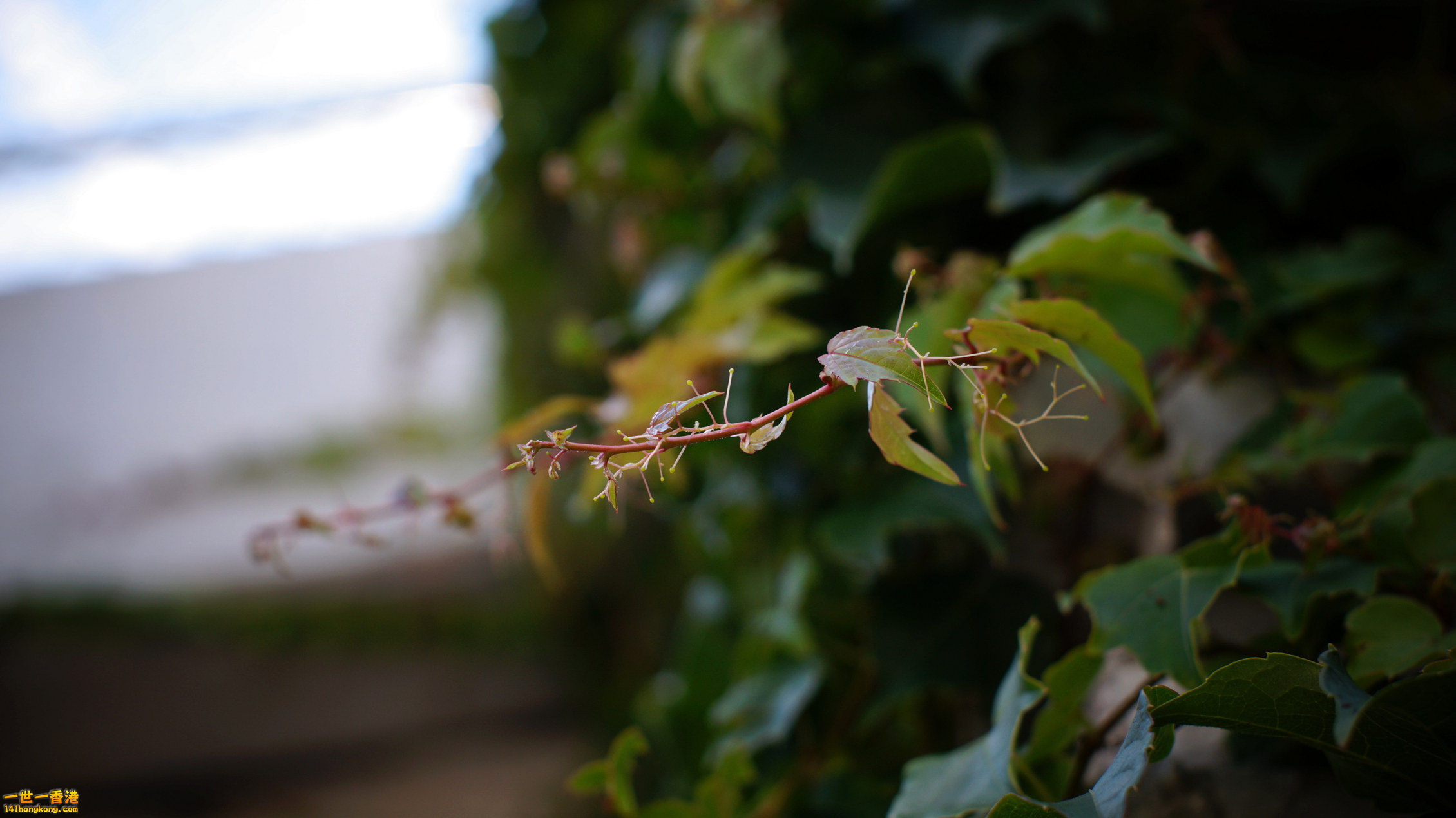 DSC03990_副本_副本.jpg