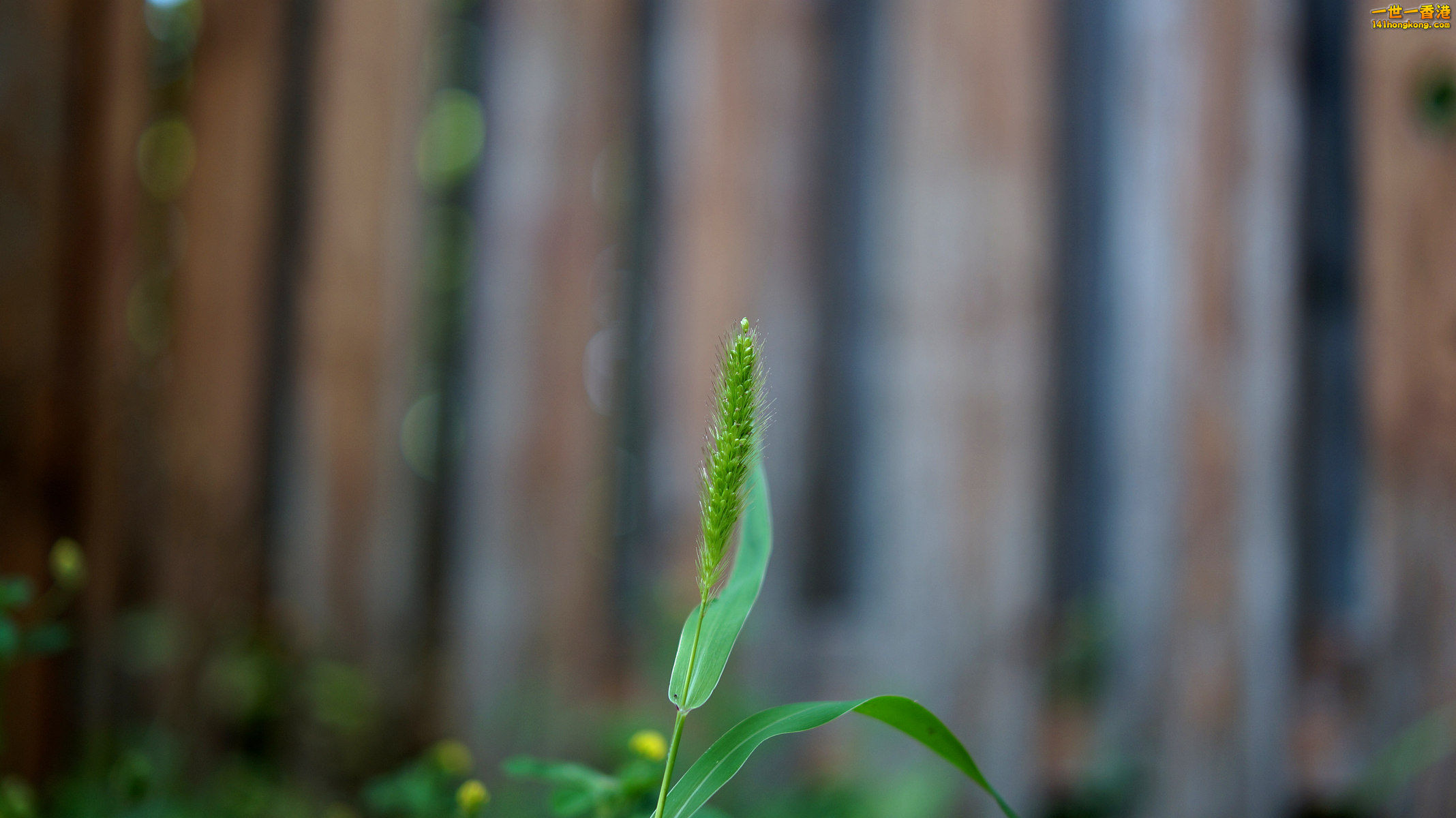 DSC03918_副本.jpg