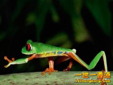 2 巴拿馬科隆省的雨林中，一隻紅眼樹蛙正在樹幹上爬行.jpg